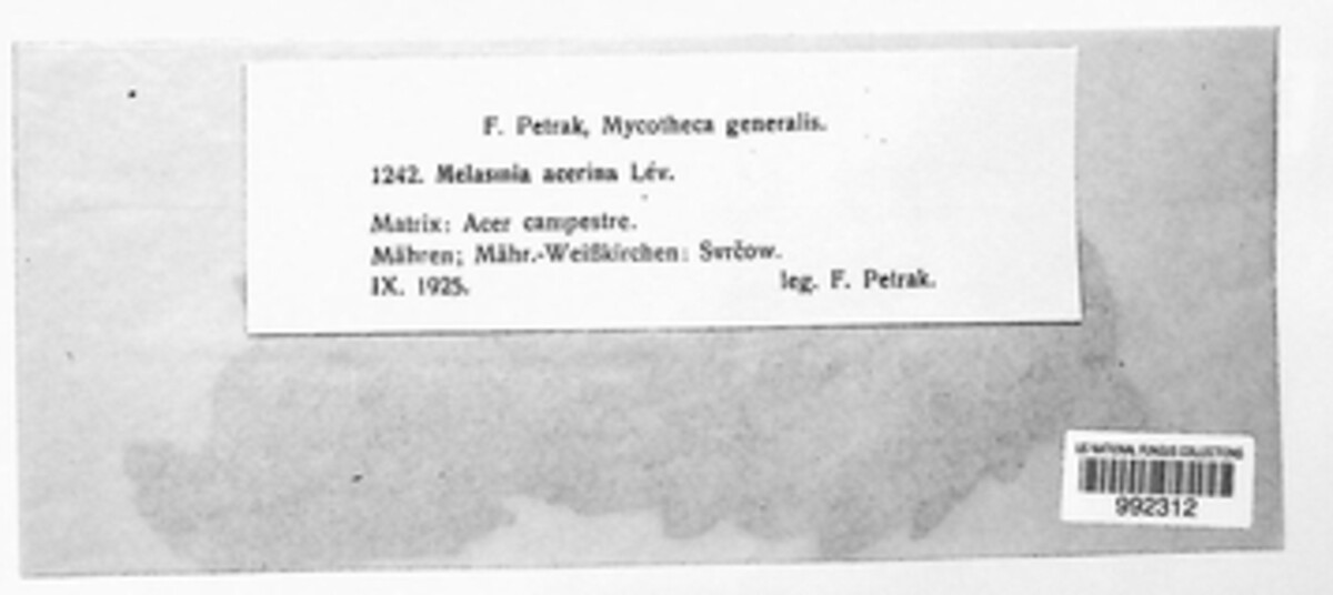 Rhytisma acerinum image